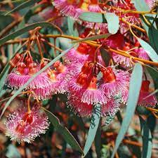 Eucalyptus Torquata 140mm