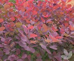 Cotinus Grace Smokebush 12lt