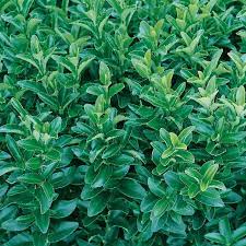 Euonymus Easy Hedge 170mm