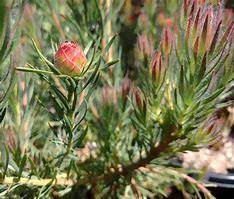 Leucadendron Jubilee Crown 8lt