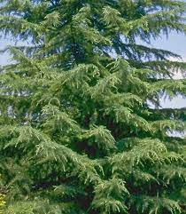 Cedrus Himalayan Cedar 30lt