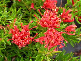 Grevillea New Blood 5lt