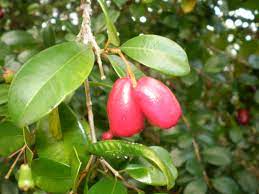 Lilly Pilly Bush Cherry 8lt