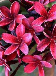 Jakarta Red 30lt