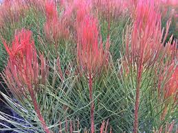 Leucadendron Bronze Haze 140mm