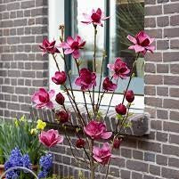 Magnolia Genie 30lt