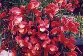 Grevillea Cherry Ripe 140mm