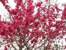 Red Knight Dwarf Flowering Peach 4lt