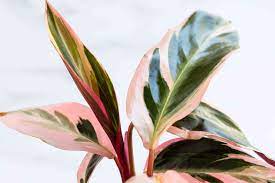 Stromanthe Tricolour 180mm