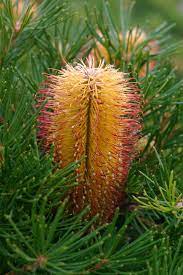 Banksia Birthday Candles 140mm