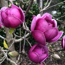 Magnolia Soulangeana Royal Purple 250mm
