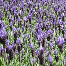 Lavandula Frenchette 140mm