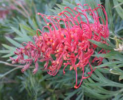 Grevillea Molly 8lt