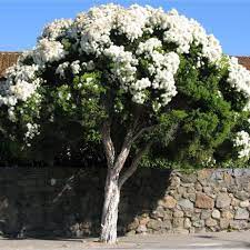 Melaleuca Linarifolia 50lt