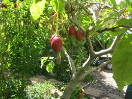Solanum Tamarillo 200ml