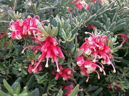 Grevillea Jelly Baby 175mm