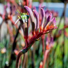 Kangaroo Paw Kings Park Special 5lt