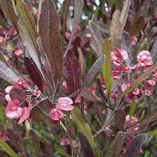 Dodonaea Viscosa Purpurea 8lt