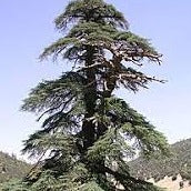 Cedrus Atlantica Atlas Cedar 14cm
