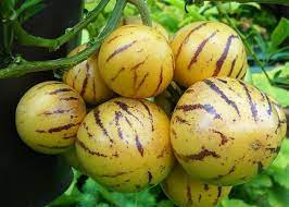 Solanum Pepino 180mm