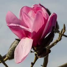 Magnolia Sprengeri X Sargentiana Caerhays Belle 140mm