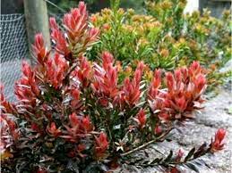 Callistemon Red Rocket 12lt