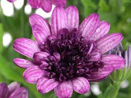 3 D Double Violetberry 170mm