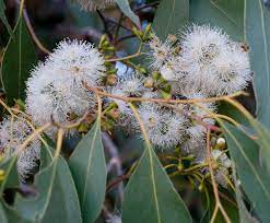 Eucalyptus Ovata