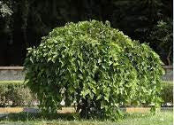 Morus Alba White Mulberry
