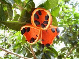 Peanut Tree 30lt