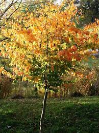 Parrotia Persian Witch Hazel 50lt