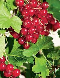 Red Currant 12lt