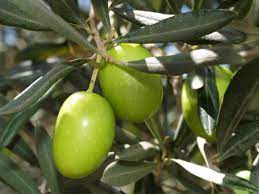 Borouni