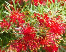 Grevillea Thelemanniana Mini Marvel 140mm