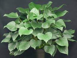 Homalomena Emeral Green 180mm