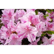 Azalea Encore Autumn Twist 17cm