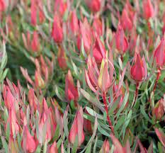 Leucadendron Harlequin 140mm