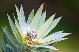 Leucadendron Argenteum 5lt