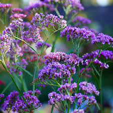Limonium Perezi Blue 140mm