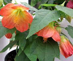 Abutilon X Hybrida Lucky Lantern Tangerine