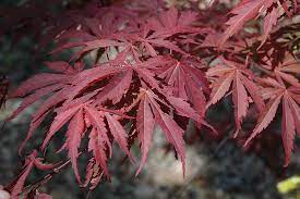 Acer Palmatum Oshu Shidare Std 50lt