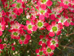 Leptospermum Outrageous 20cm