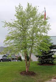 Betula Nigra River Birch 30lt