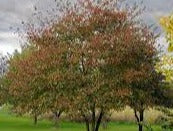 Washington Hawthorn 30lt