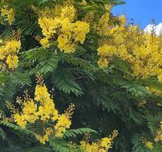 Yellow Poinciana 50lt