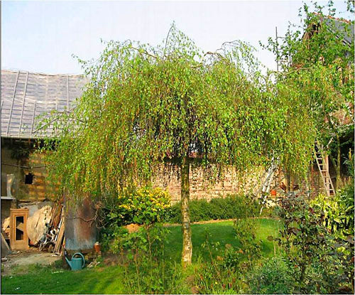Orn Trees-betula (birch) – Bigga Trees