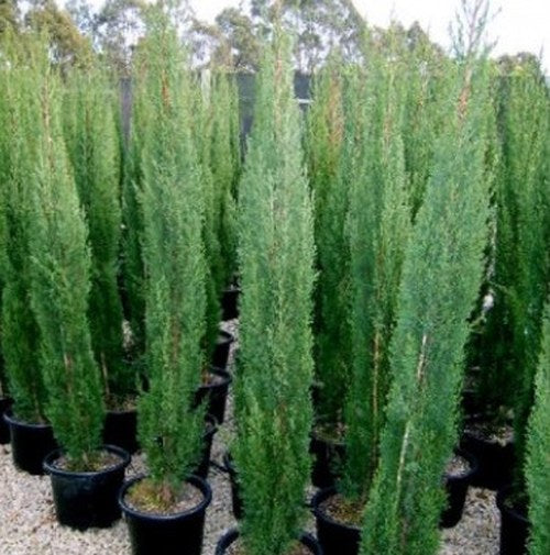 Orn Trees-pinus – Bigga Trees