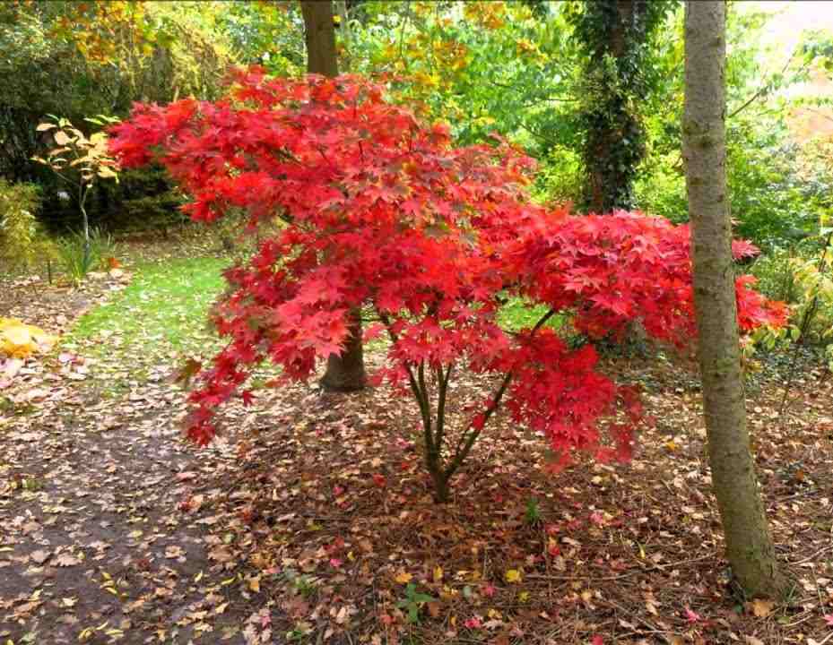 Orn Trees-japanese Maples – Bigga Trees