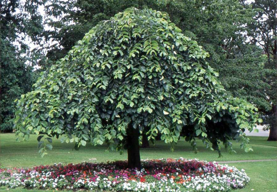 Orn Trees-elm – Bigga Trees