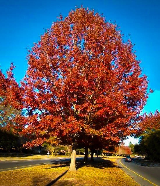 Orn Trees-oaks – Bigga Trees
